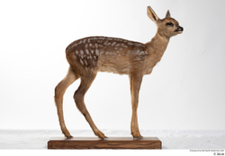 Whole Body Deer Animal photo references